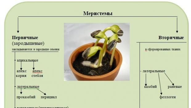 Образовательная ткань растений (меристема) Обеспечивают рост растения в длину клетки