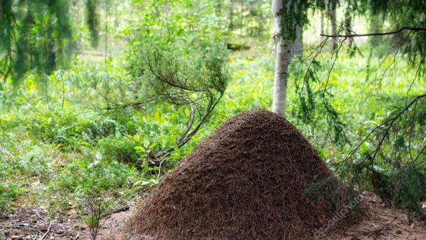 Самые интересные факты о муравьях для детей Муравьи их образ жизни
